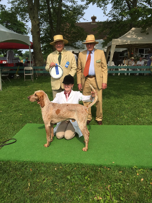 Class 312 Single PMD Dog, Entered